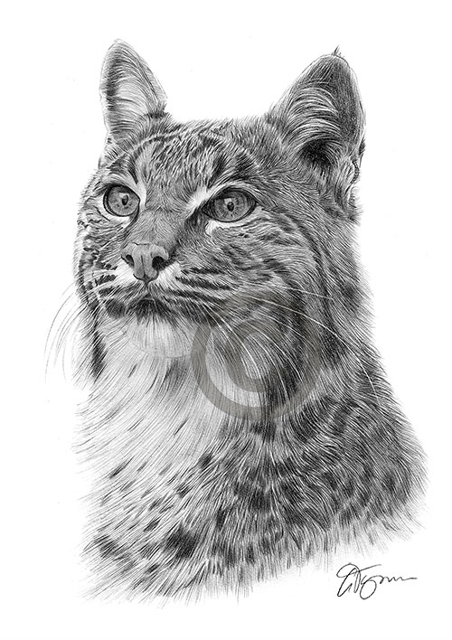 Pencil drawing of a bobcat lynx