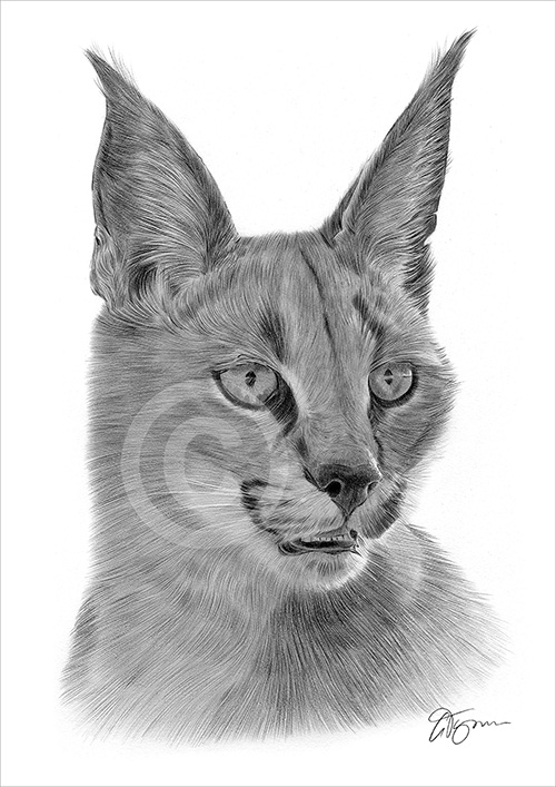 Pencil drawing of a caracal