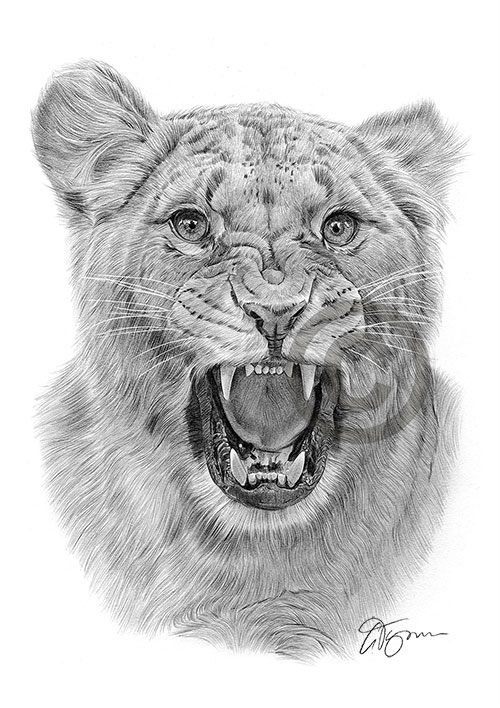 Pencil drawing of an angry lioness
