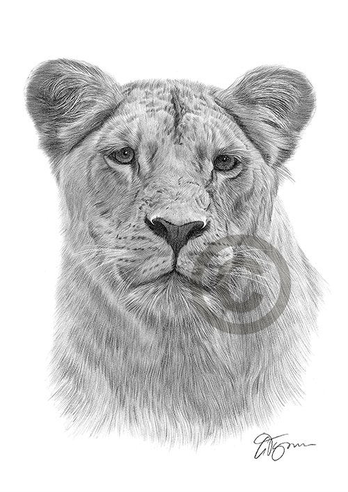 Pencil drawing of a lioness