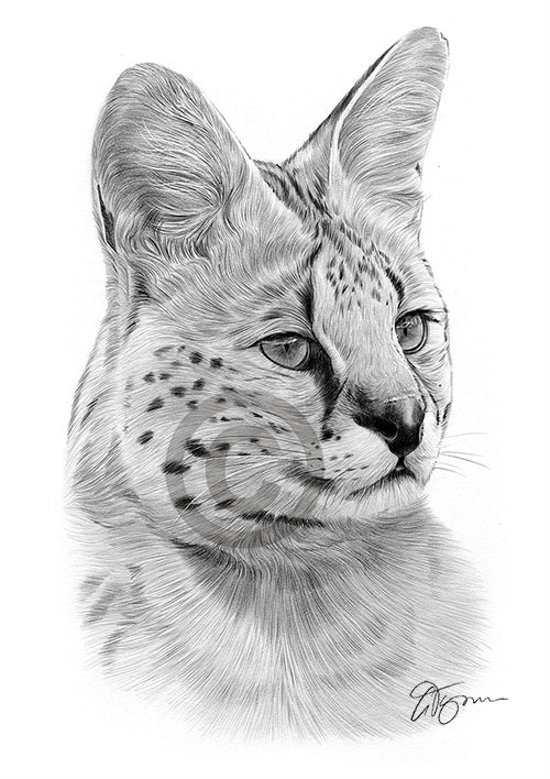 Pencil drawing of a serval