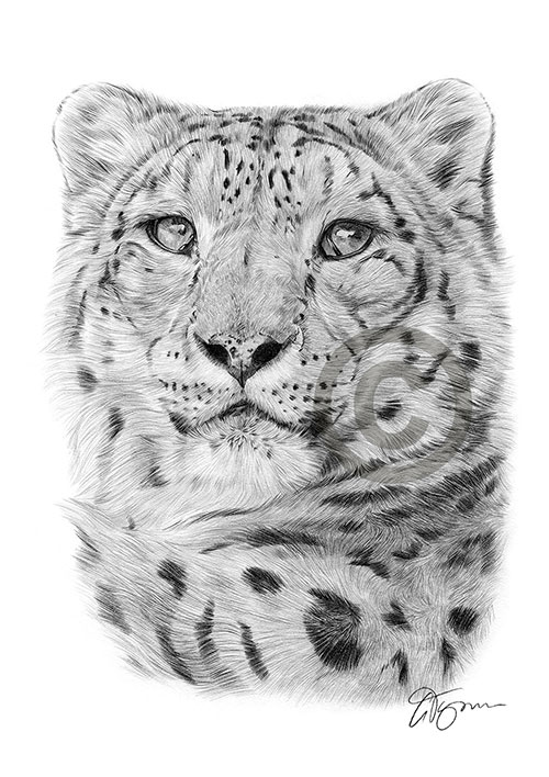Pencil drawing of an adult snow leopard