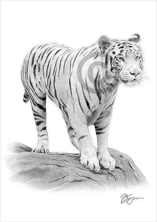 Black and white pencil drawing of a White Bengal Tiger