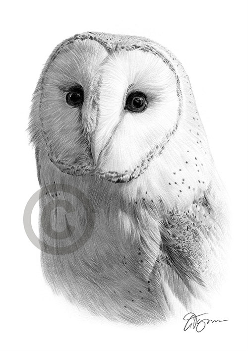 Pencil drawing portrait of a barn owl