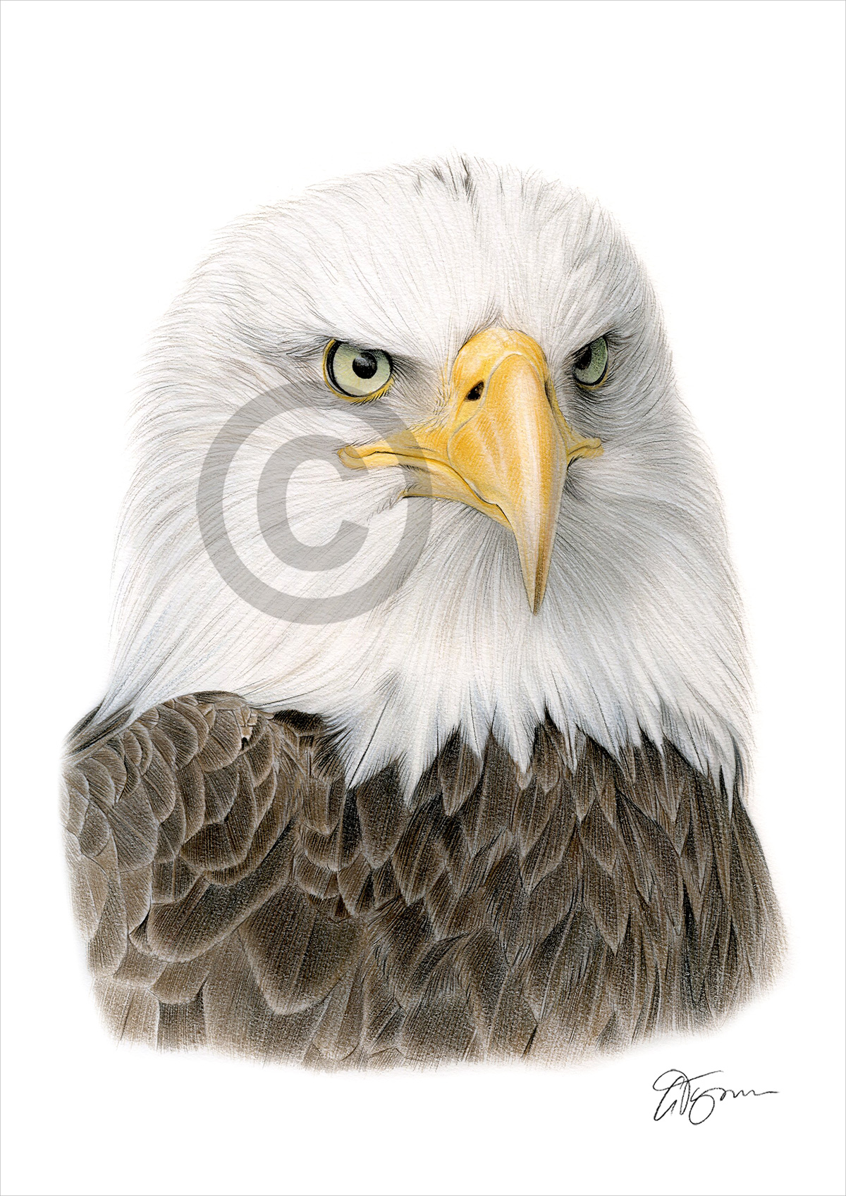 Pencil drawing of a bald eagle in colour by artist Gary Tymon