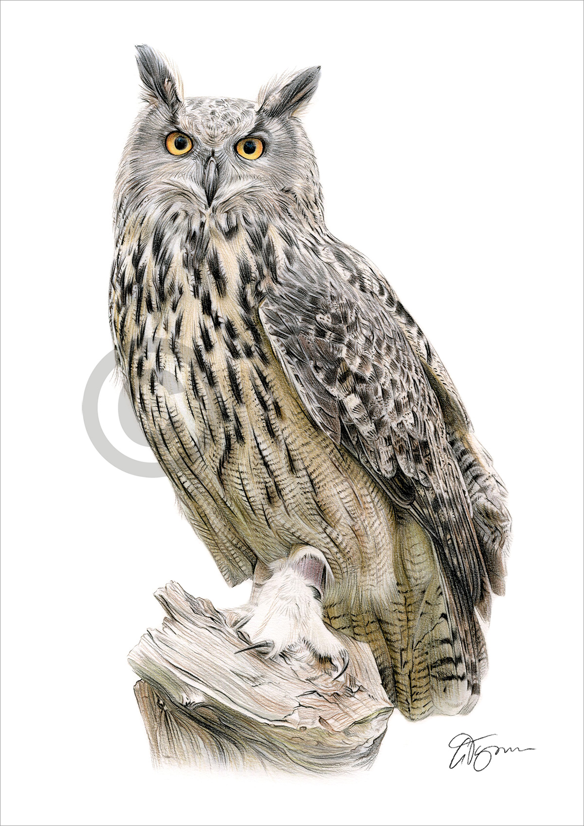 Colour pencil drawing of a eurasian eagle owl by artist Gary Tymon