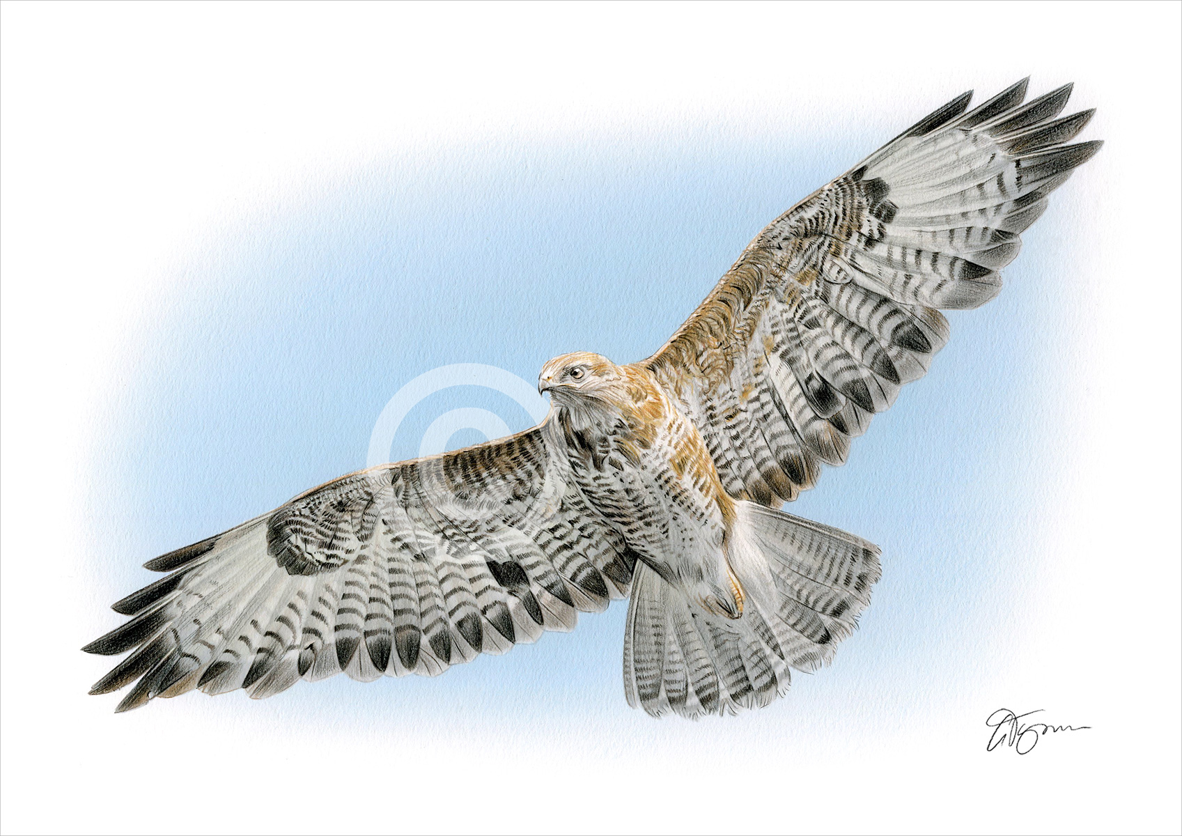 Pencil drawing of a falcon by artist Gary Tymon