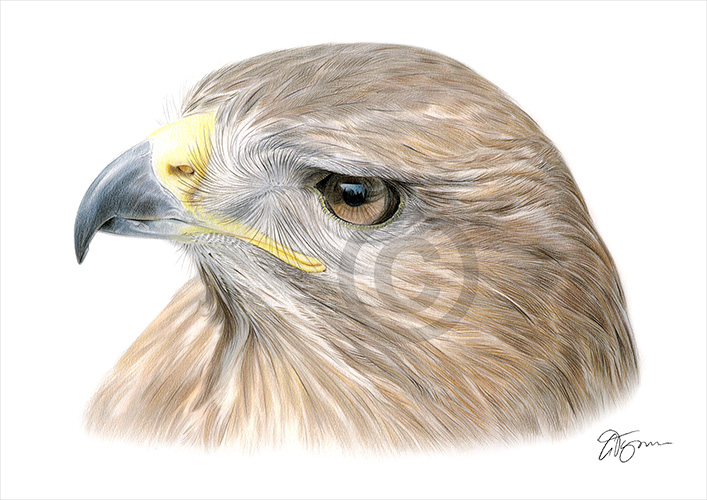 Pencil drawing of a golden eagle in colour