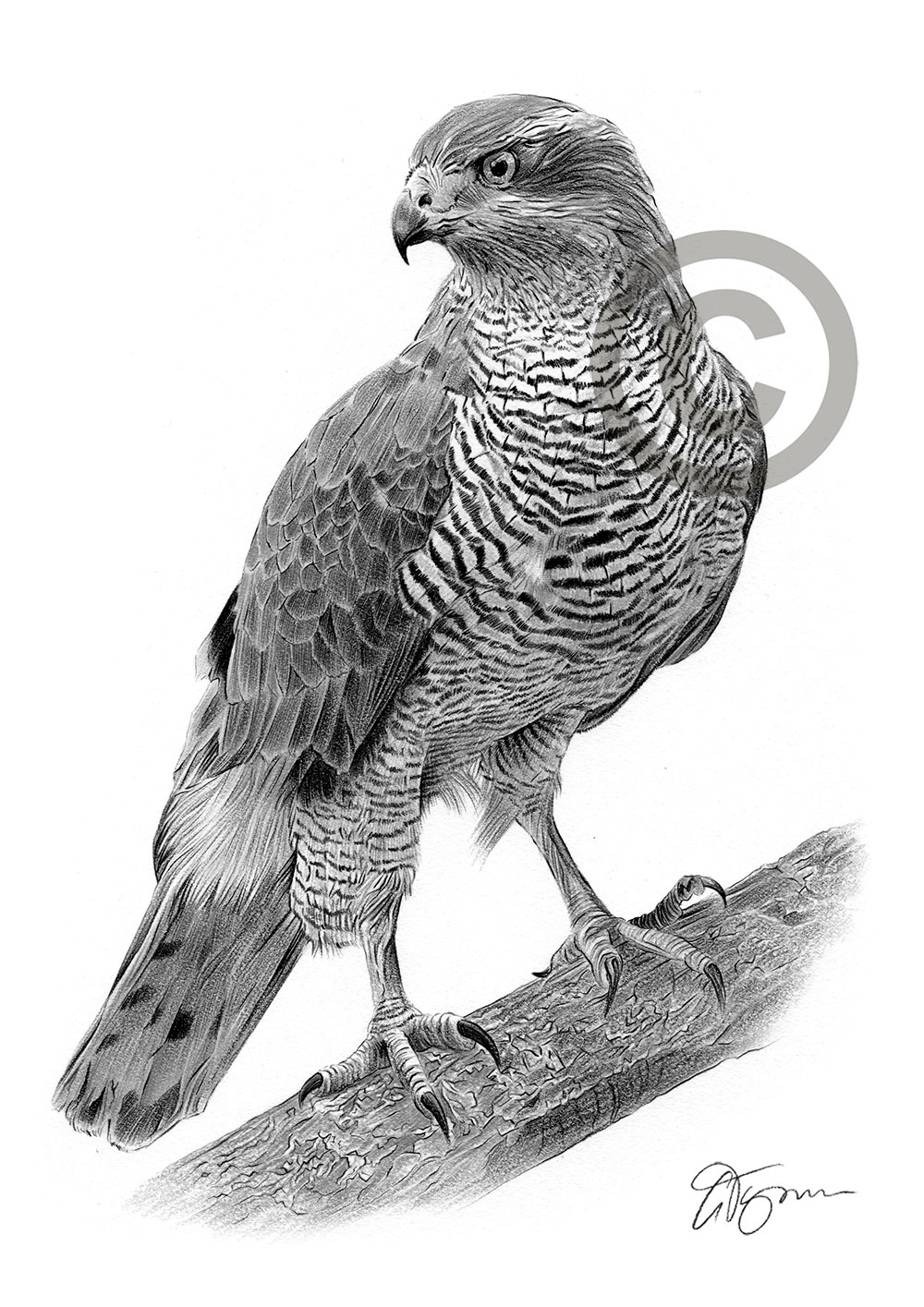Pencil drawing of a goshawk by artist Gary Tymon