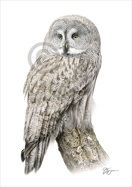Pencil drawing of a great grey owl in colour