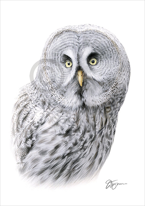 Pencil drawing of a great grey owl portrait