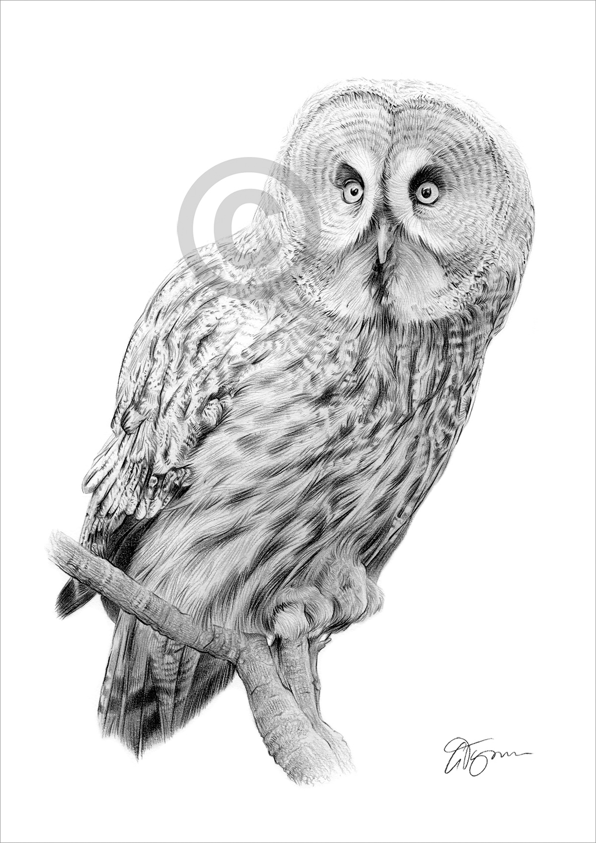 Pencil drawing of a great grey owl by artist Gary Tymon