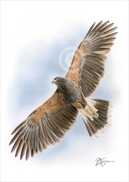 Colour pencil drawing of a Harris Hawk