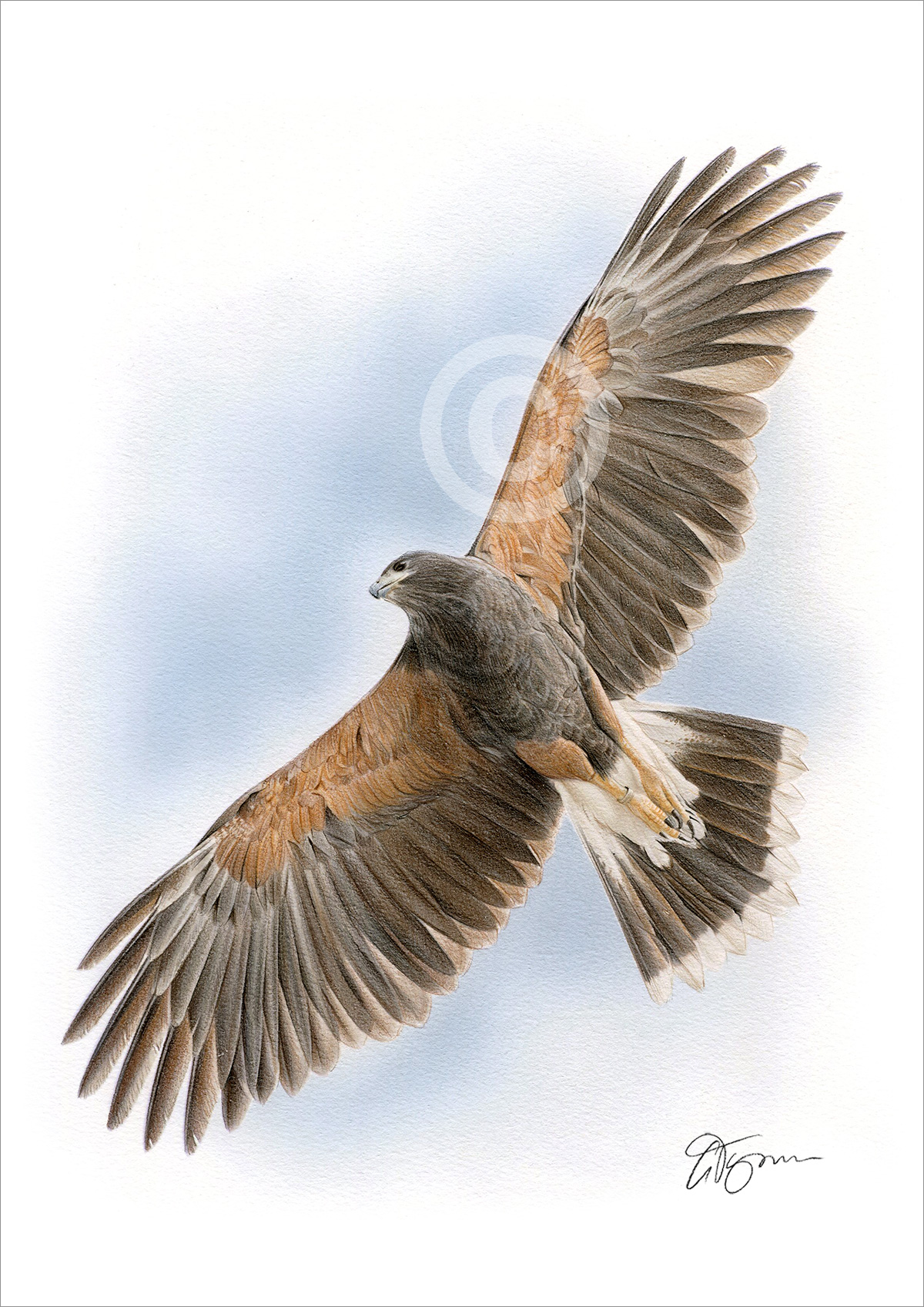 Pencil drawing of a harris hawk by artist Gary Tymon
