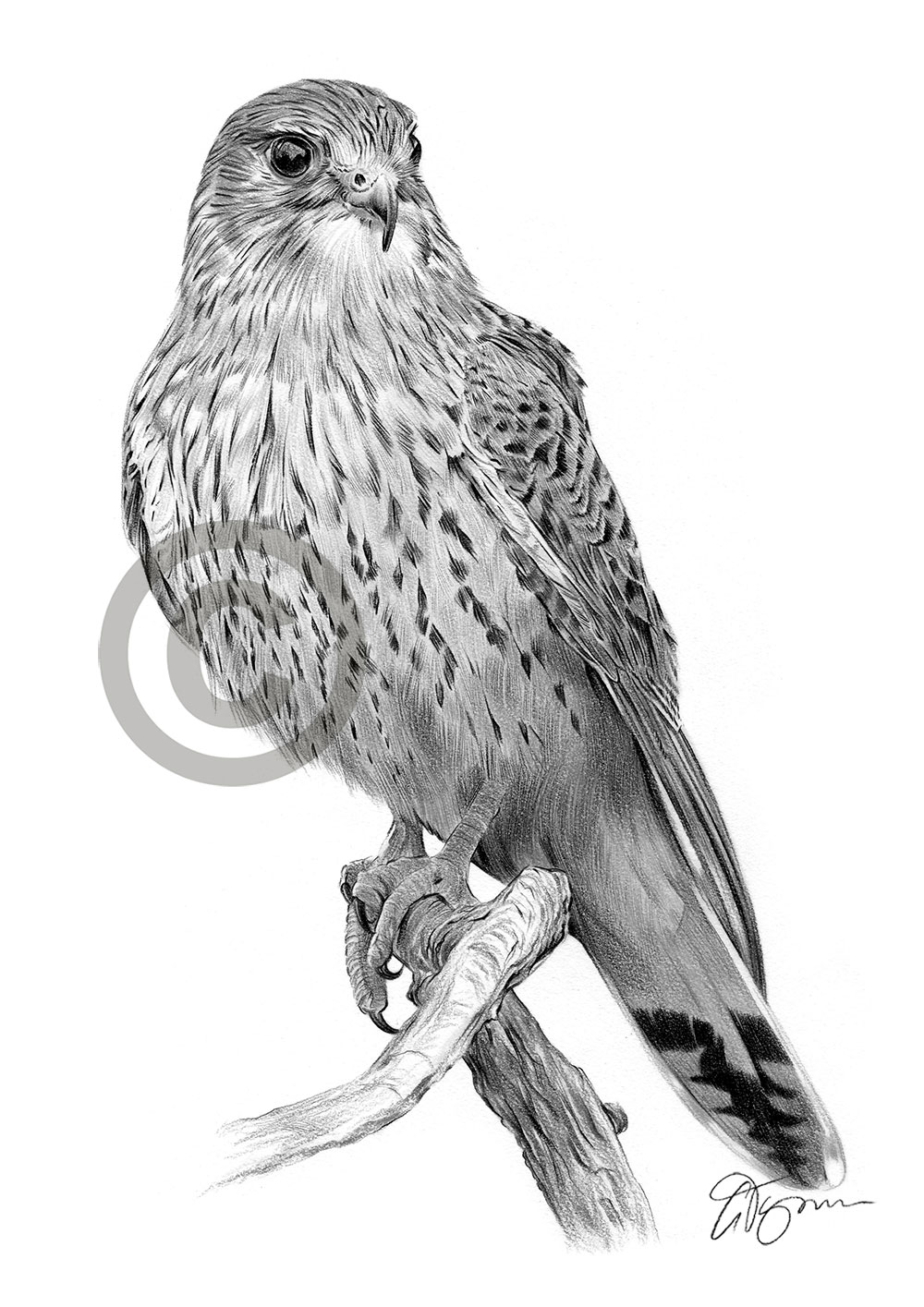 Pencil drawing of a kestrel by artist Gary Tymon