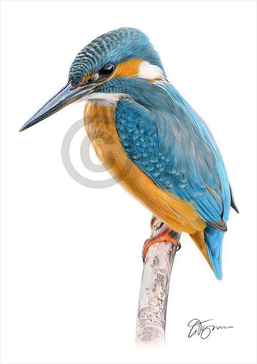 Pencil drawing of a kingfisher in colour