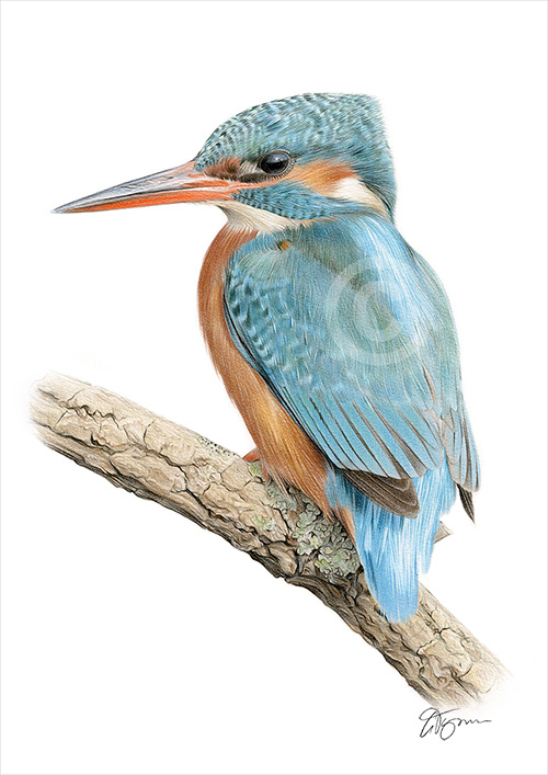 Colour pencil drawing of a Kingfisher