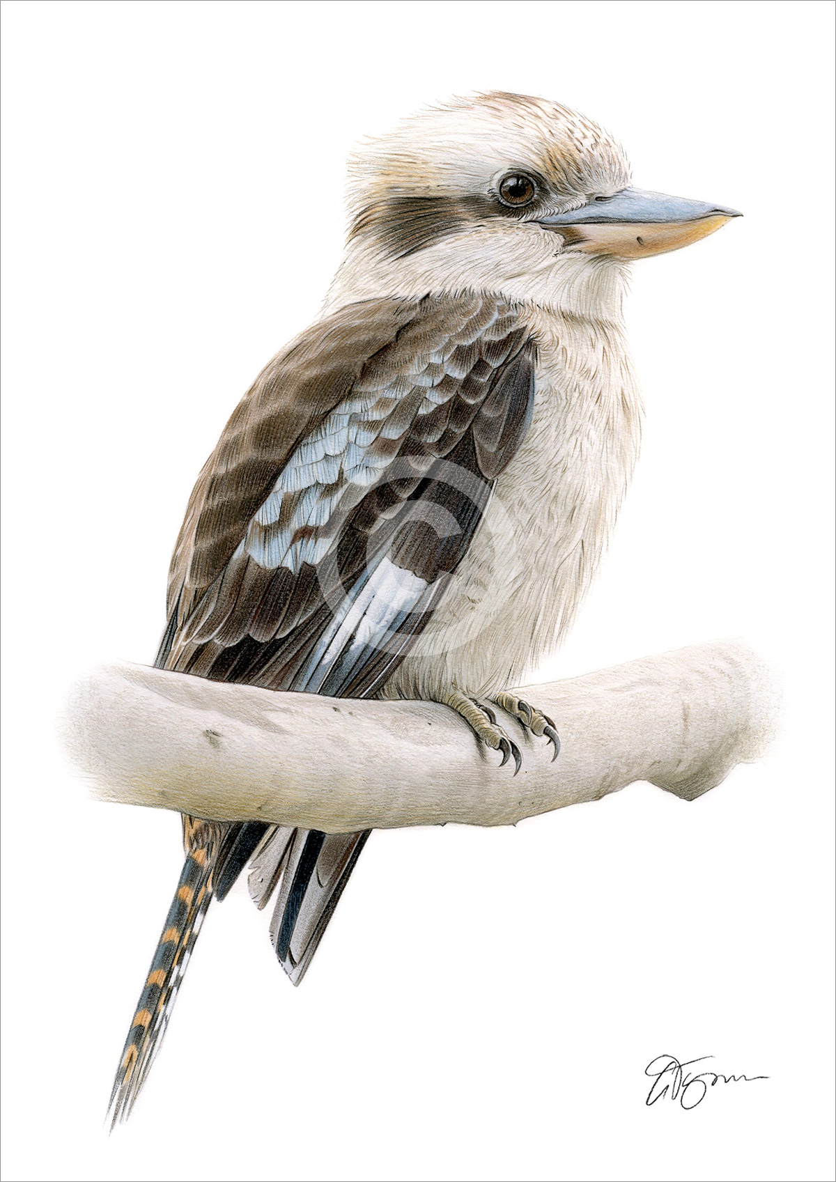 Pencil drawing of a kookaburra in colour Pencil drawing of a kookaburra in colour by artist Gary Tymon