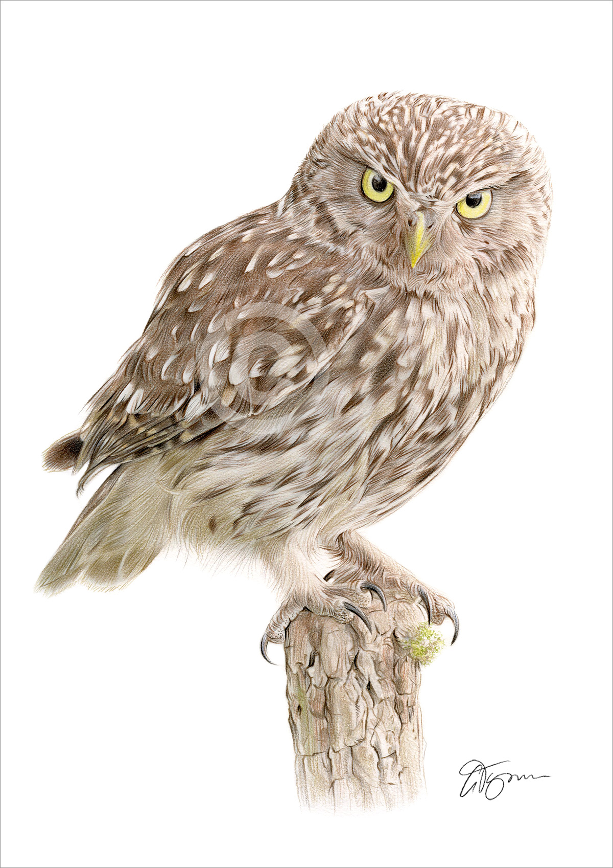 Pencil drawing of a little owl by artist Gary Tymon