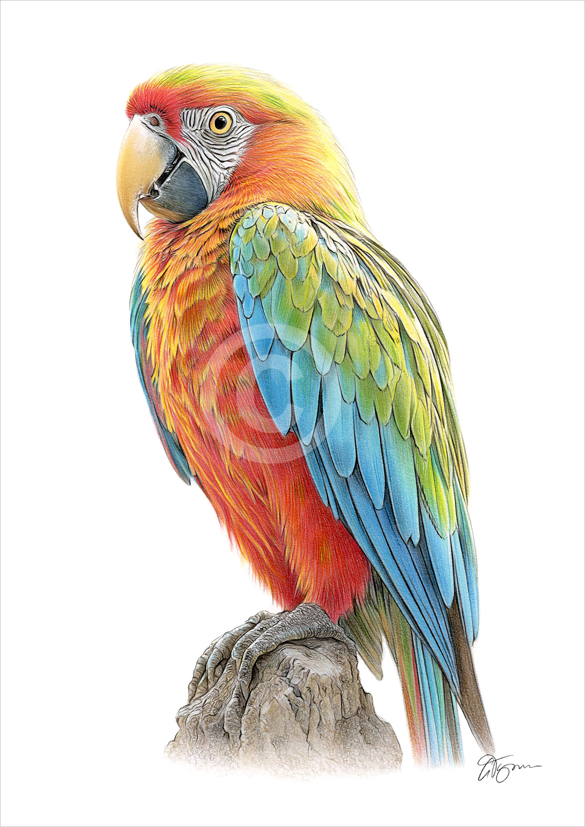 Pencil drawing of a parrot by artist Gary Tymon
