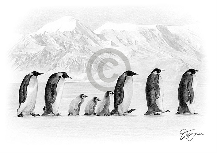 Pencil drawing of a group of penguins crossing Antarctica