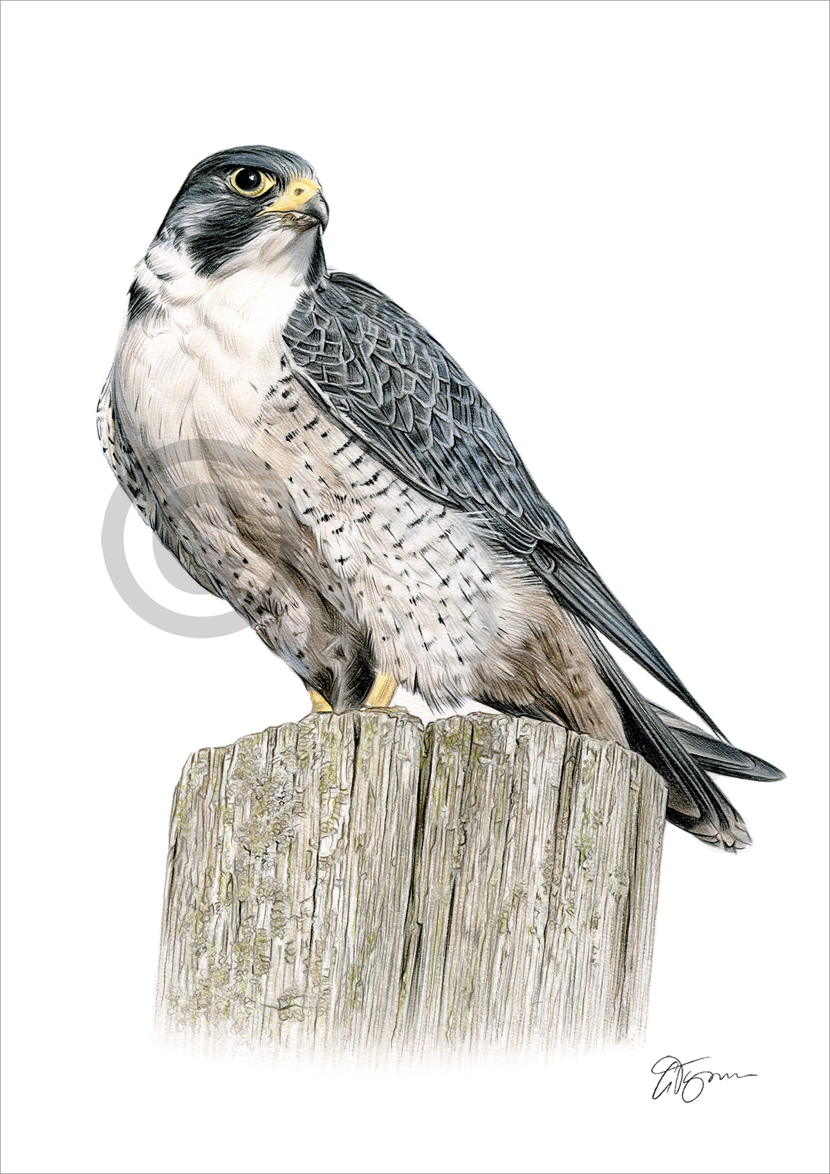 Pencil drawing of a peregrine falcon Pencil drawing of a peregrine falcon by artist Gary Tymon