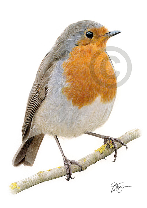 Pencil drawing of a robin redbreast in colour