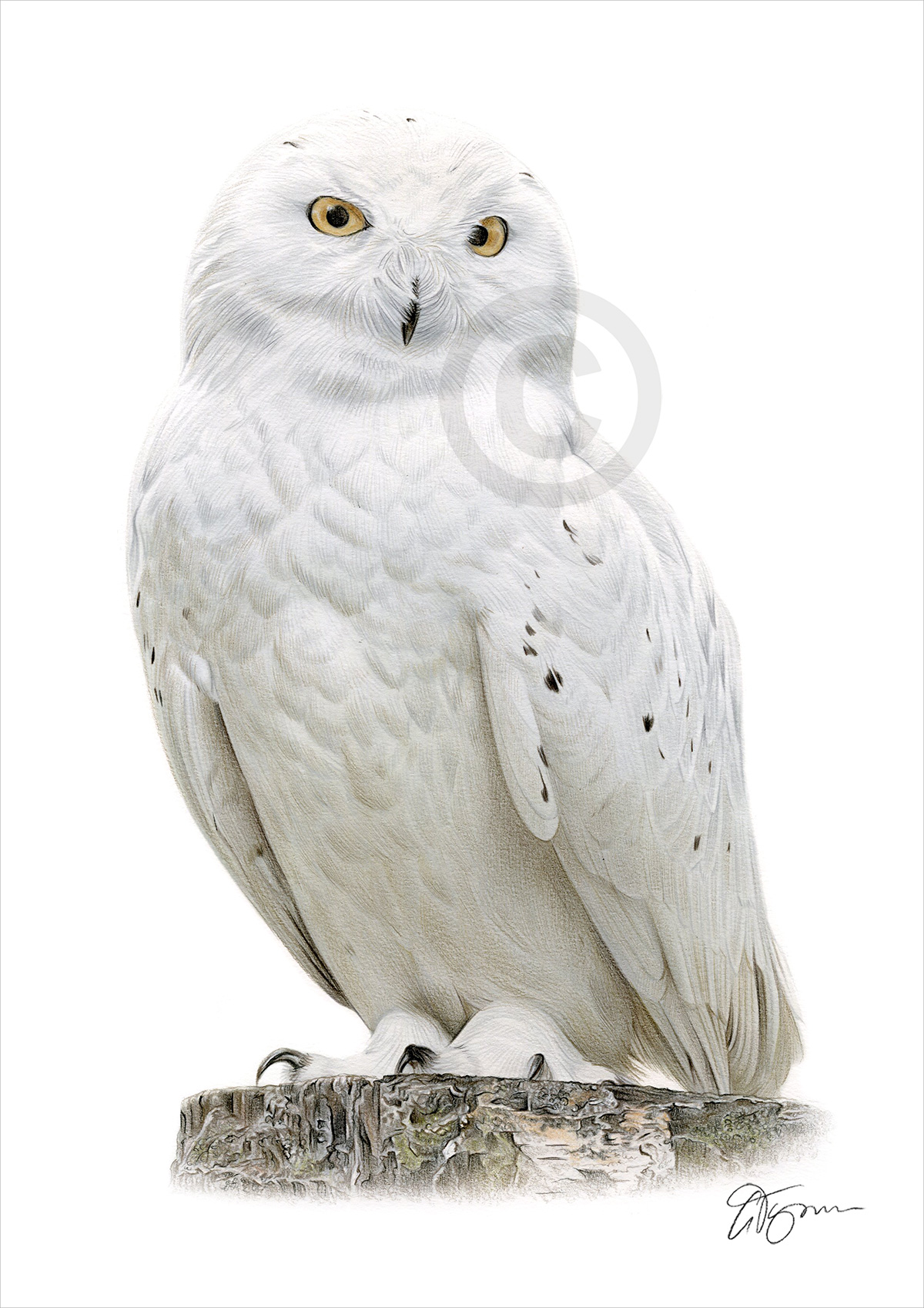 Pencil drawing of a snowy owl in colour Pencil drawing of a snowy owl in colour by artist Gary Tymon