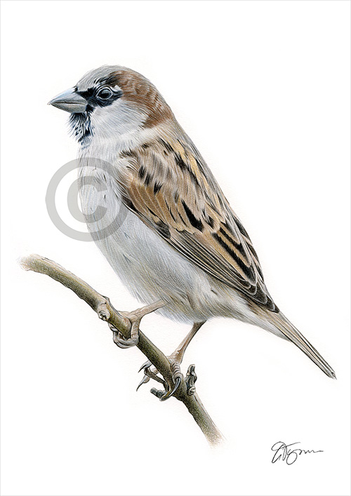 Pencil drawing of a male sparrow