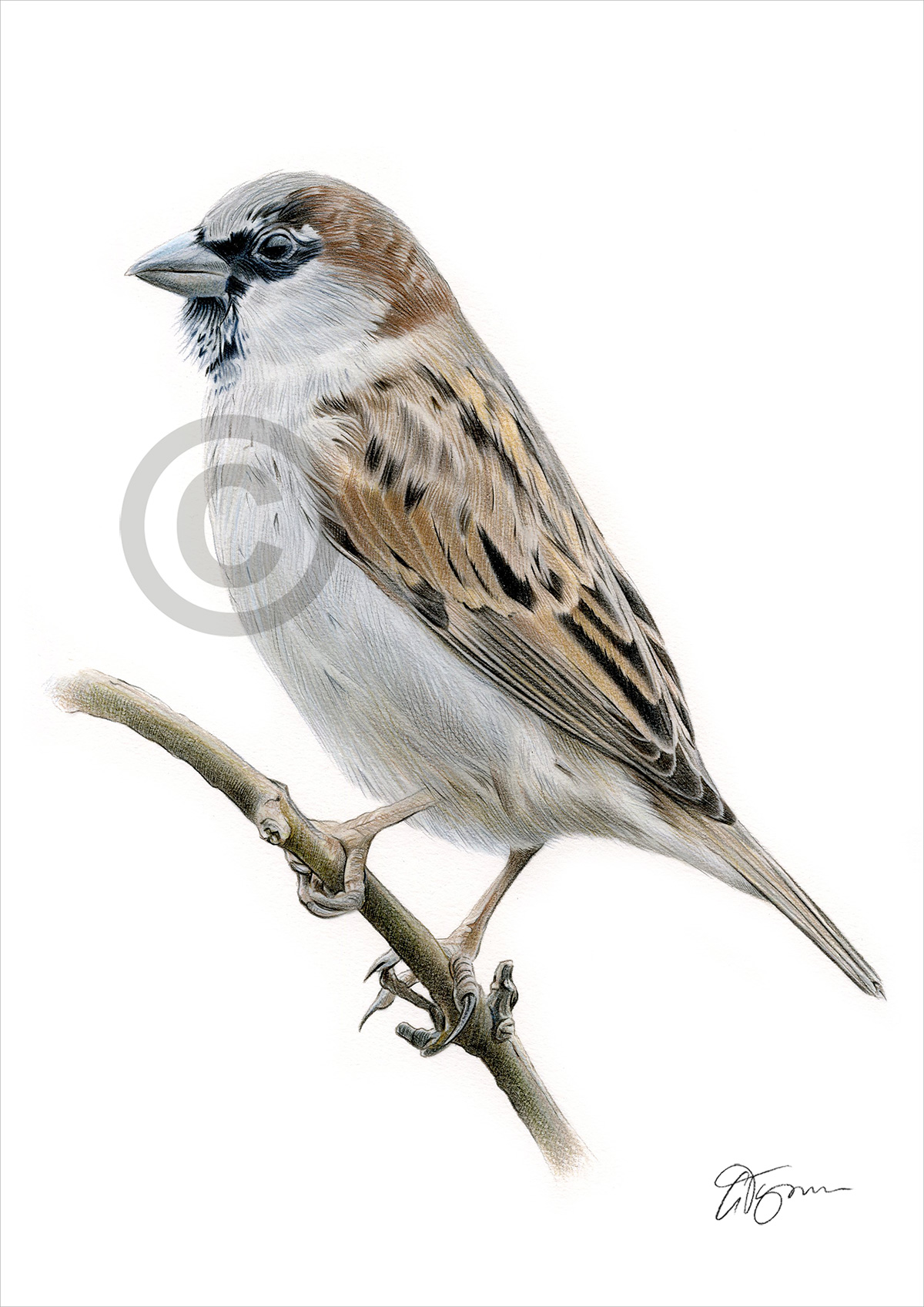 Pencil drawing of a male sparrow by artist Gary Tymon