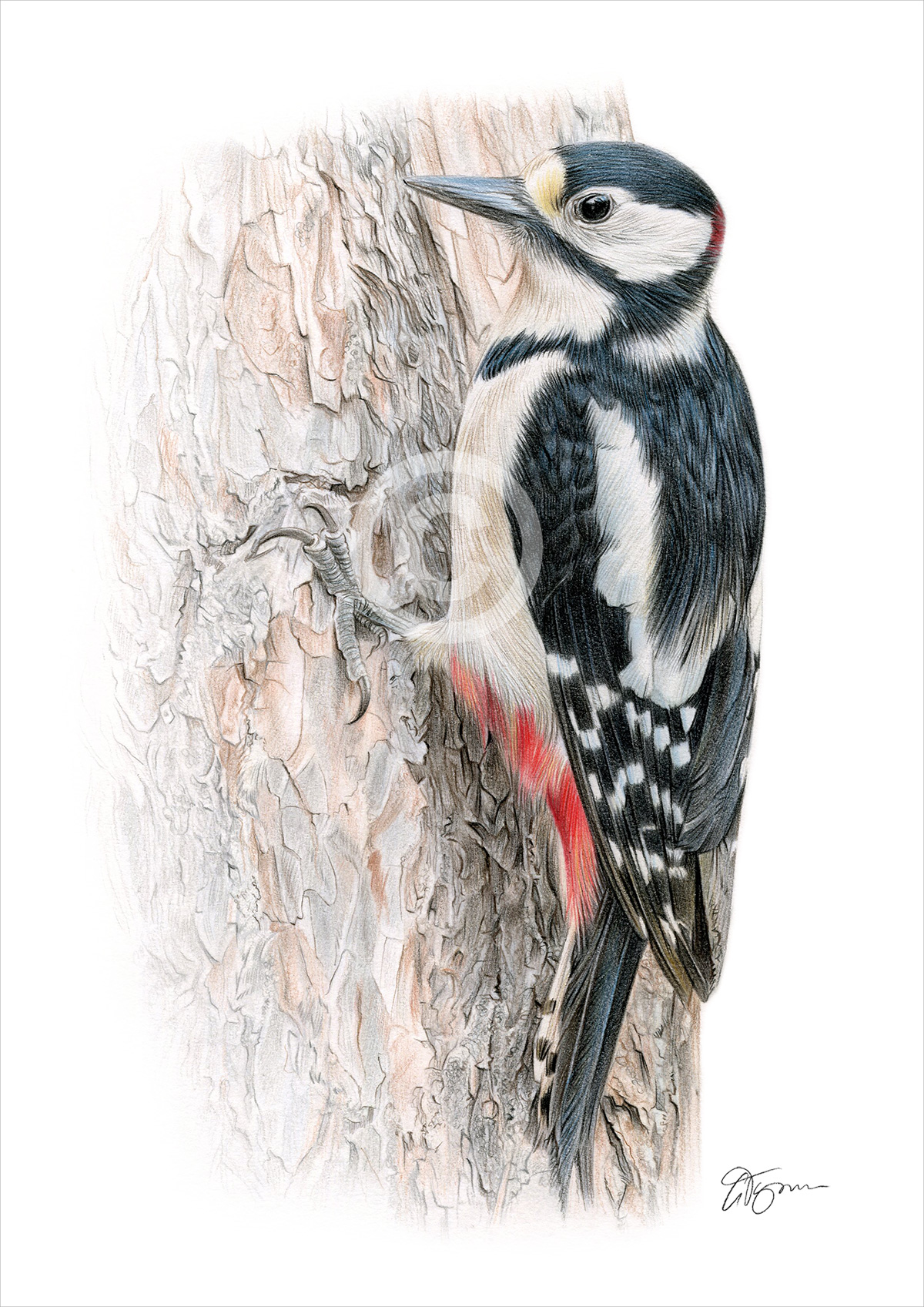 Pencil drawing of a great spotted woodpecker by artist Gary Tymon
