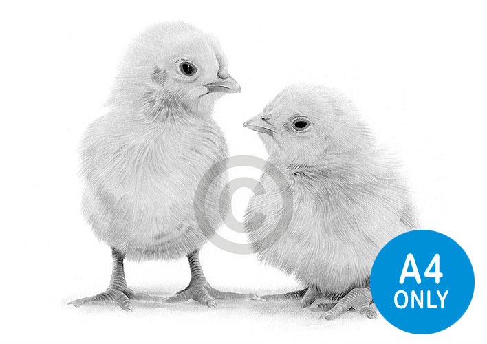 Pencil drawing of young chicks