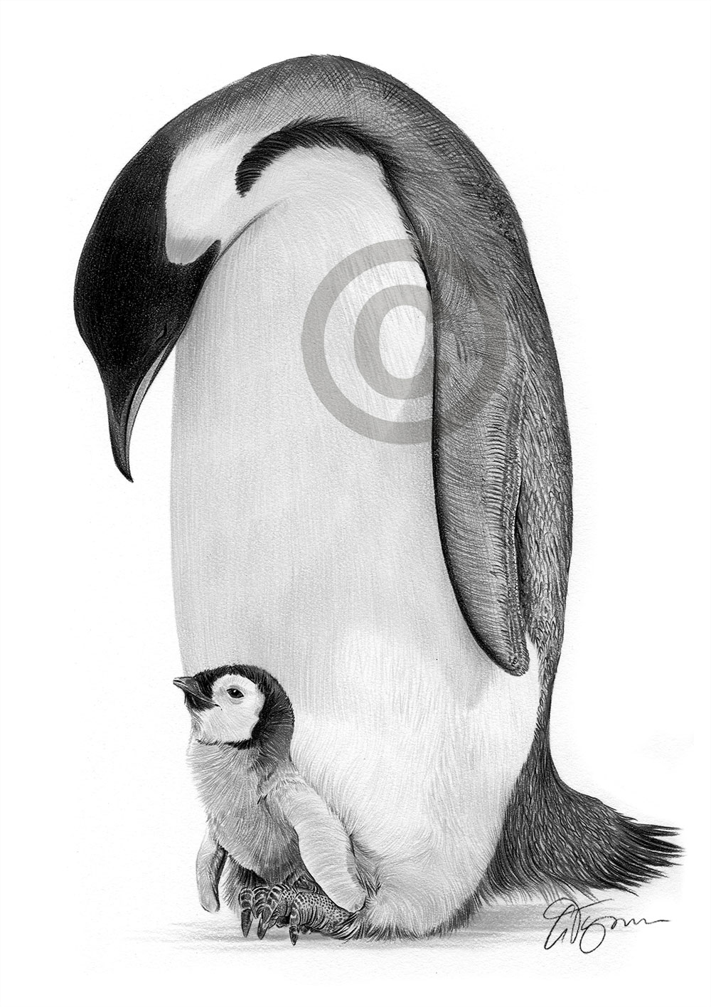 Pencil drawing of an emperor penguin by UK artist Gary Tymon