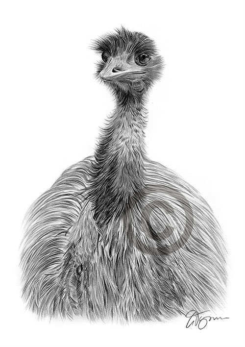 Pencil drawing of an emu