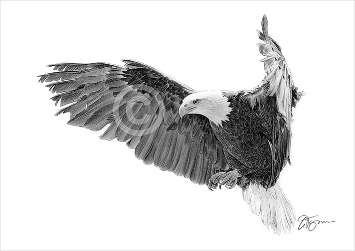 Pencil drawing of a bald eagle in flight