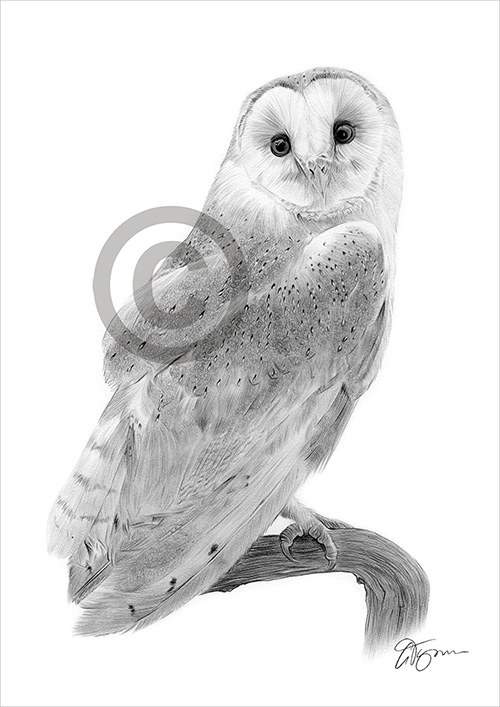 Pencil drawing of a barn owl