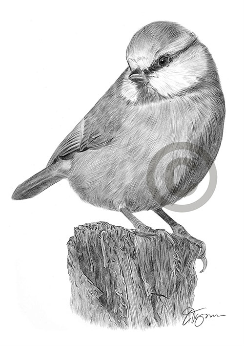 Pencil drawing of a blue tit