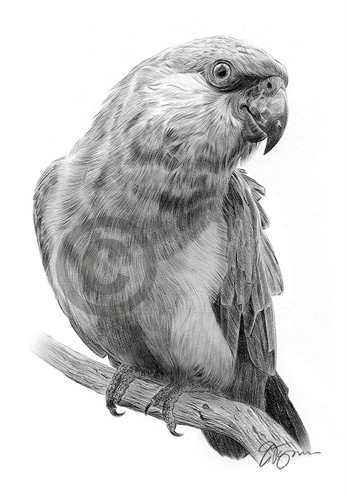 Pencil drawing of a parrot