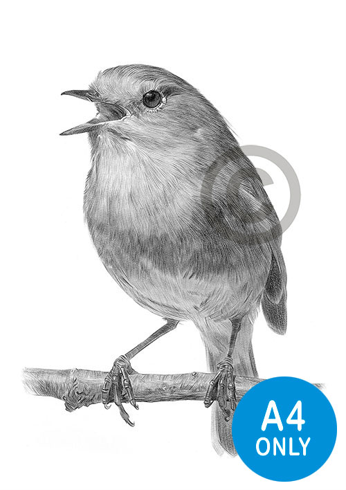 Pencil drawing of a robin redbreast