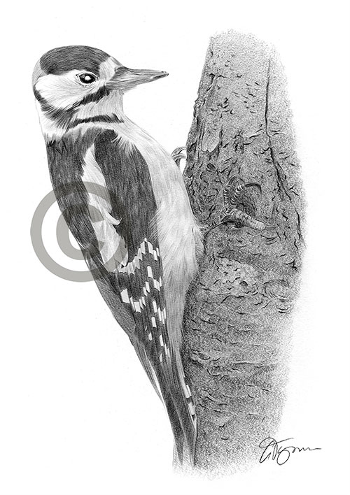 Pencil drawing of a spotted woodpecker