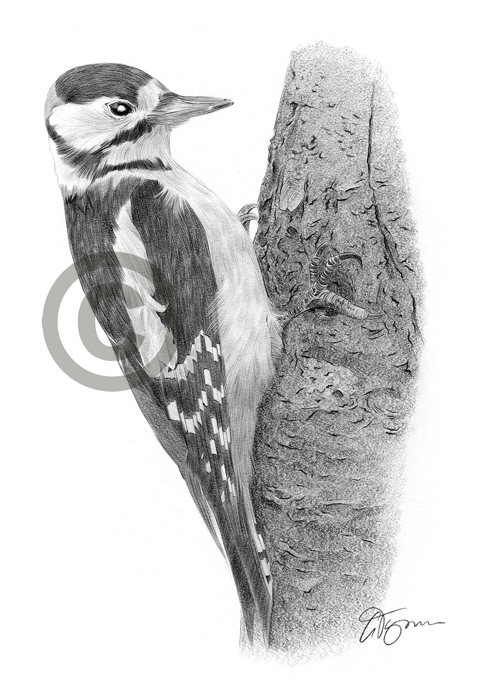 Great Spotted Woodpecker Sketch Colored Pencils and Pen Stock Illustration   Illustration of beak black 183188211