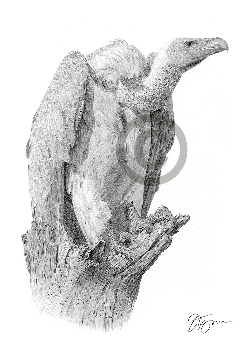 Pencil drawing of a vulture by UK artist Gary Tymon