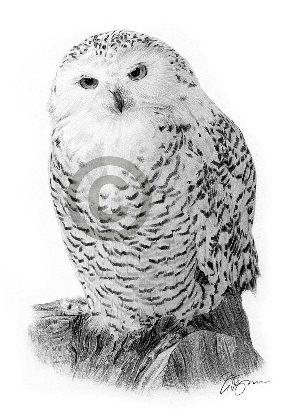 Pencil drawing of a snowy owl by UK artist Gary Tymon