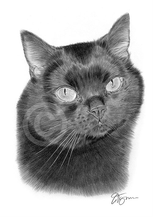 Pencil drawing of a black cat