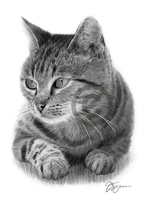 Pencil drawing of a cat