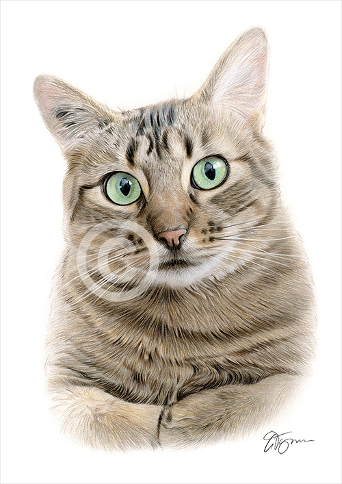 Pencil drawing of a tabby cat in colour