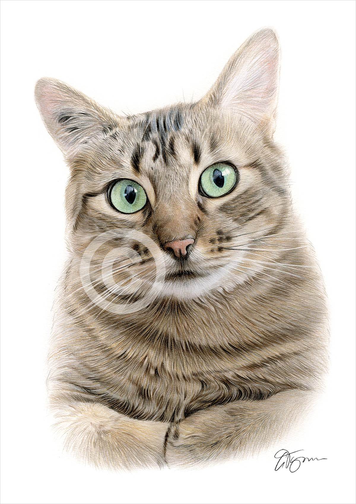 Pencil drawing of a tabby cat in colour by artist Gary Tymon