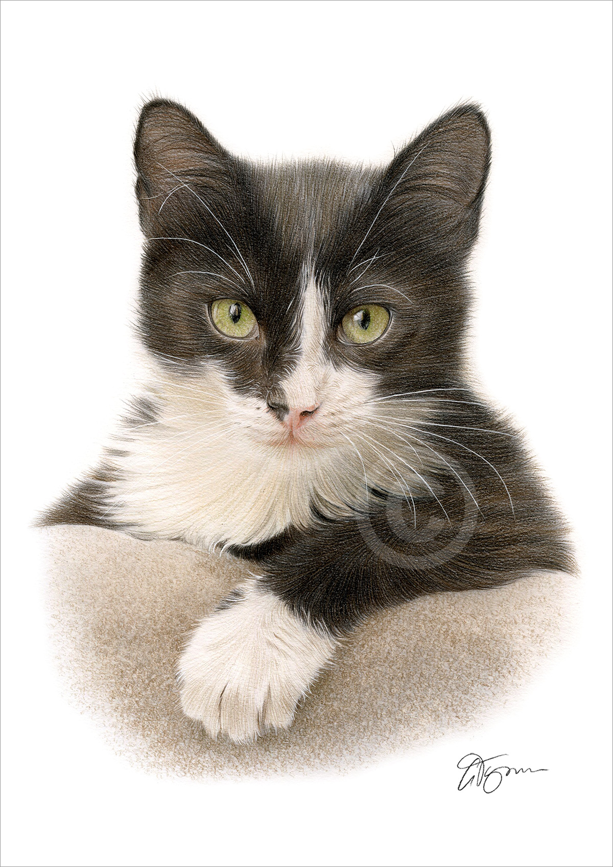 Pencil drawing of a dark coloured cat by artist Gary Tymon