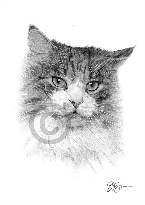 Pencil drawing of a domestic cat