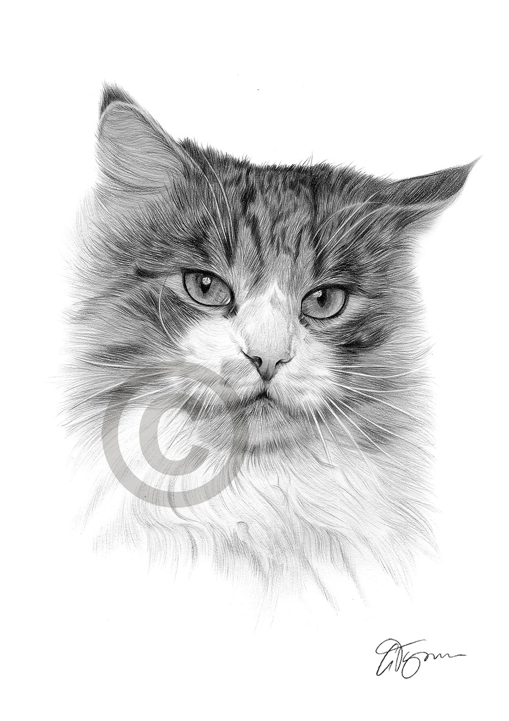 Pencil drawing of a domestic cat by UK artist Gary Tymon